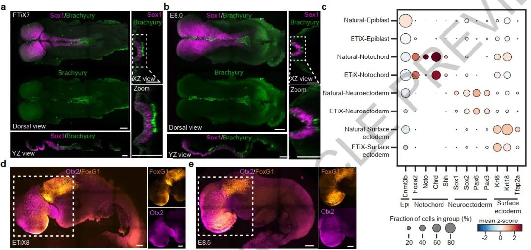 Nature重磅突破：科学家报道一种人造胚胎，长出了大脑结构，还有可以跳动的心脏