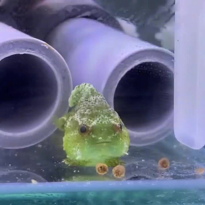 这是什么呆呆鱼