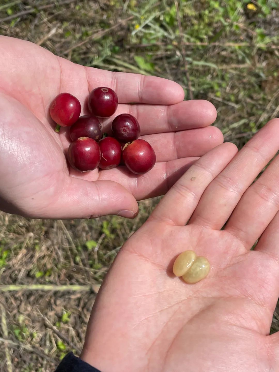 咖啡果和其中的咖啡豆&nbsp; 图源:受访者提供