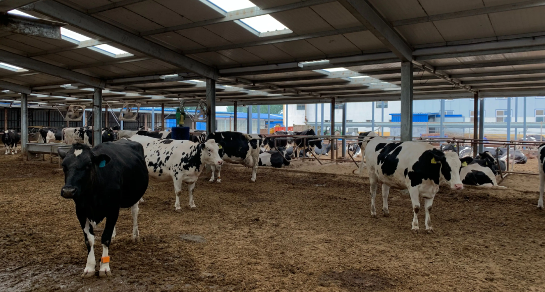 公募为什么不看好蒙牛？休闲区蓝鸢梦想 - Www.slyday.coM