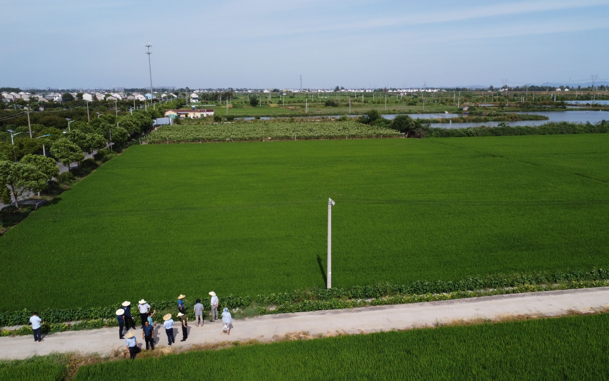 8月22日，中国农科院的专家们在南京江宁区一处高标准农田，现场了解旱情、指导抗旱技术。新京报记者 周怀宗 摄