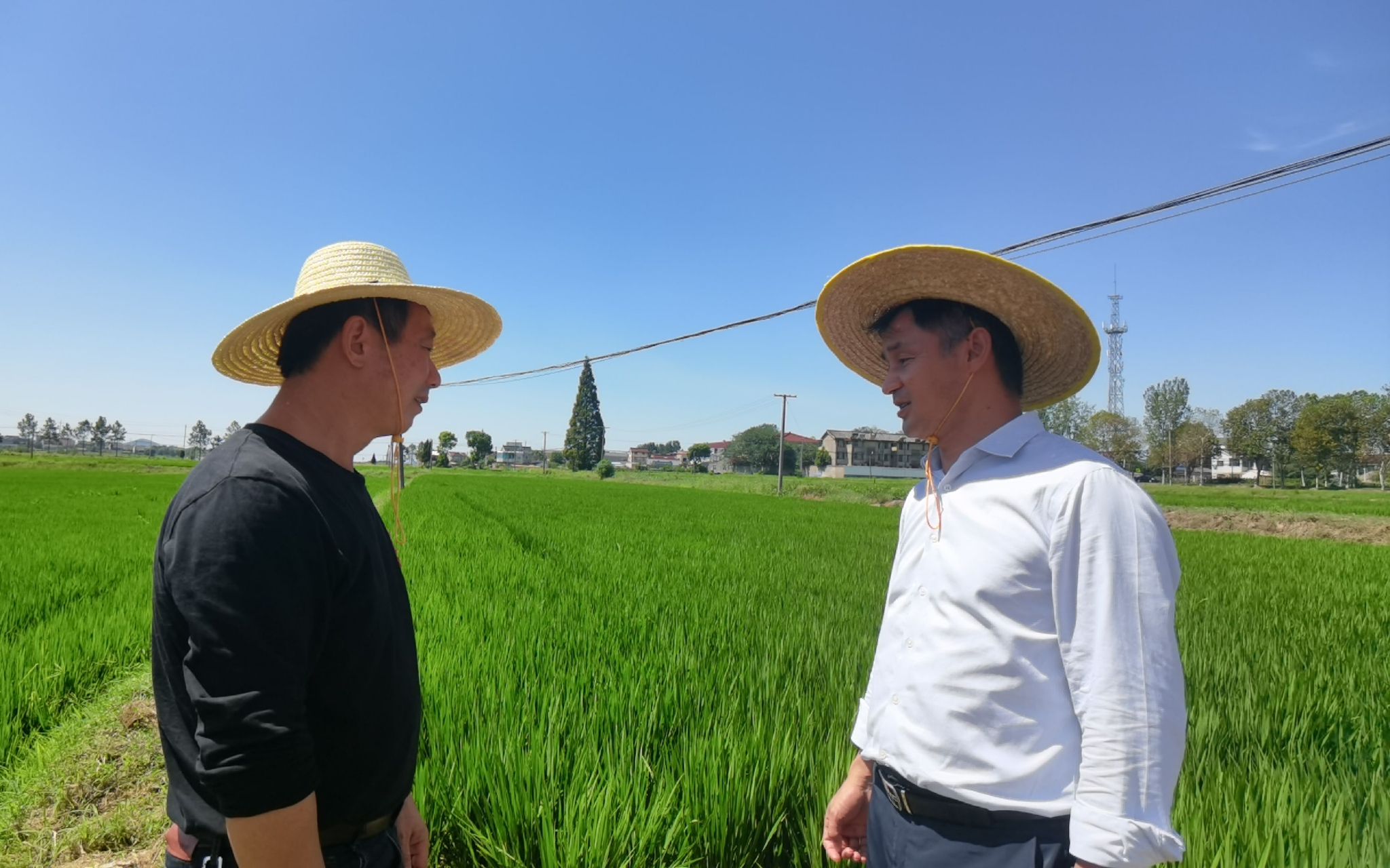 8月22日，中国农科院作科所副研究员肖永贵（右）和种植大户沈明头（左）交流。新京报记者 周怀宗摄