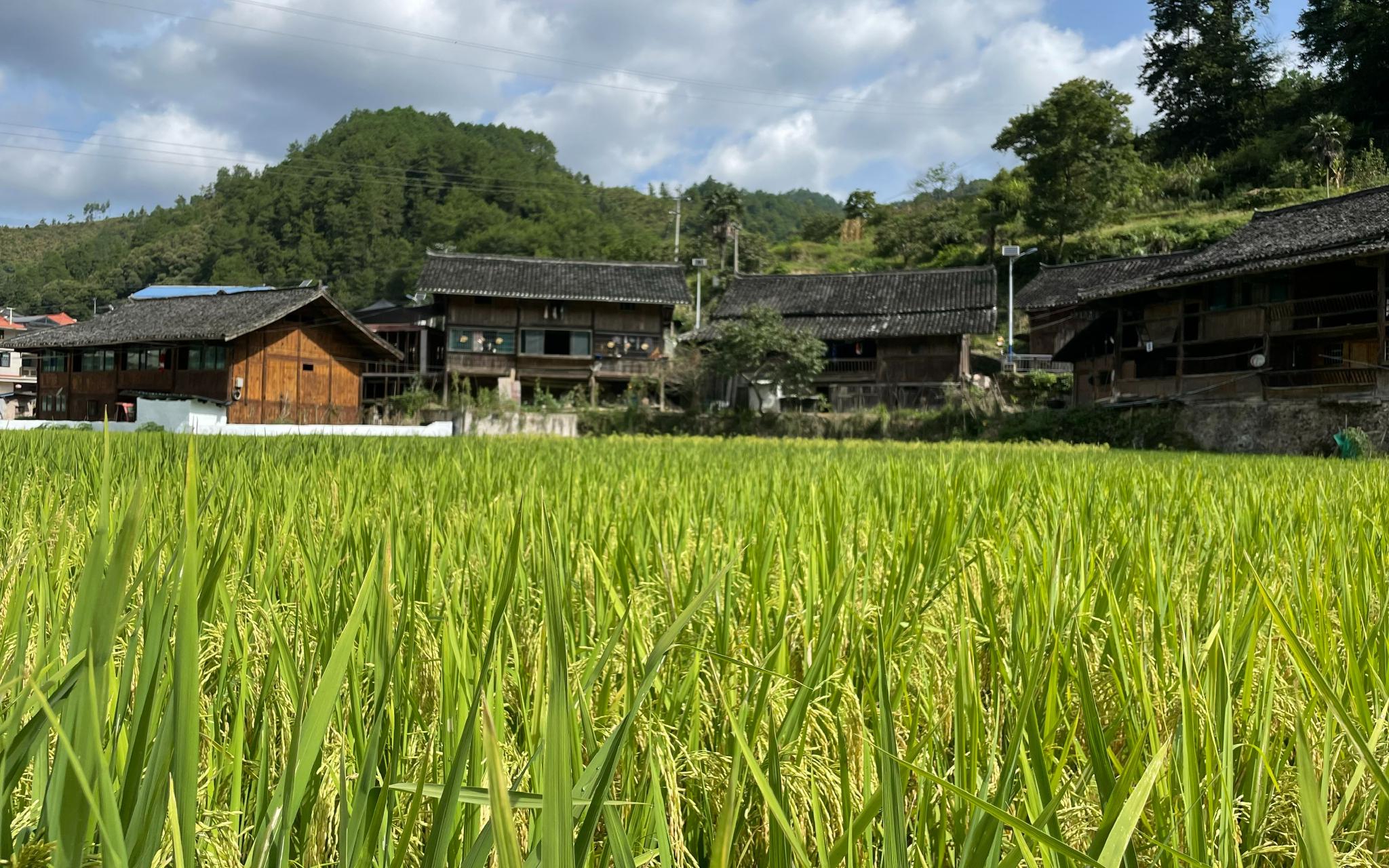 川渝旁边在高温干旱中煎熬着的贵州坝区红粱与望天田
