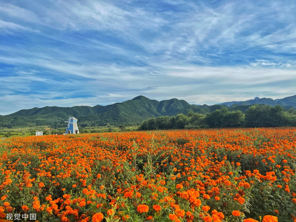 北京:延庆区四季花海进入盛花期|北京市|花海_新浪新闻