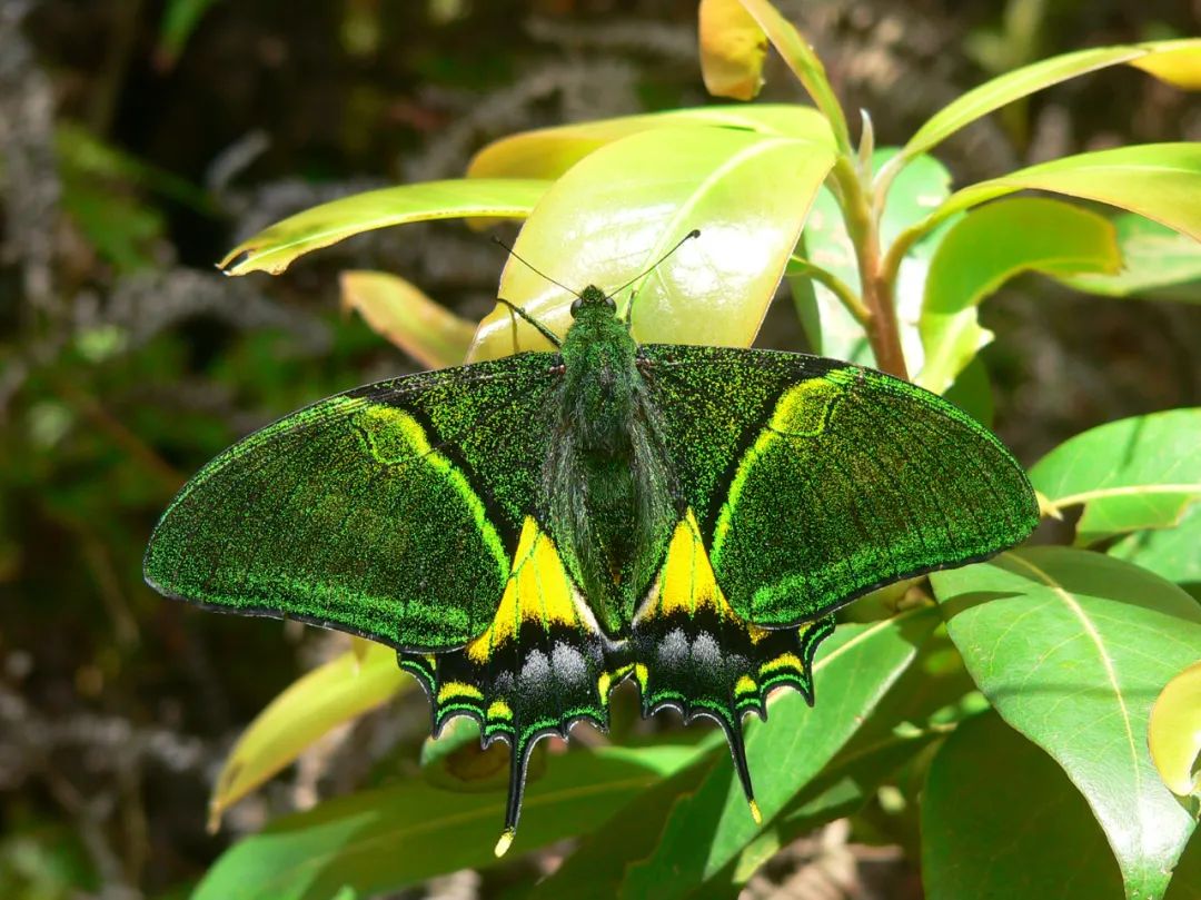 金斑喙凤蝶—雄蝶