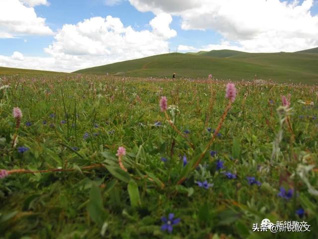 在高原，我第一次见到这么干净，这么圣洁，这么美丽，这么的地方休闲区蓝鸢梦想 - Www.slyday.coM