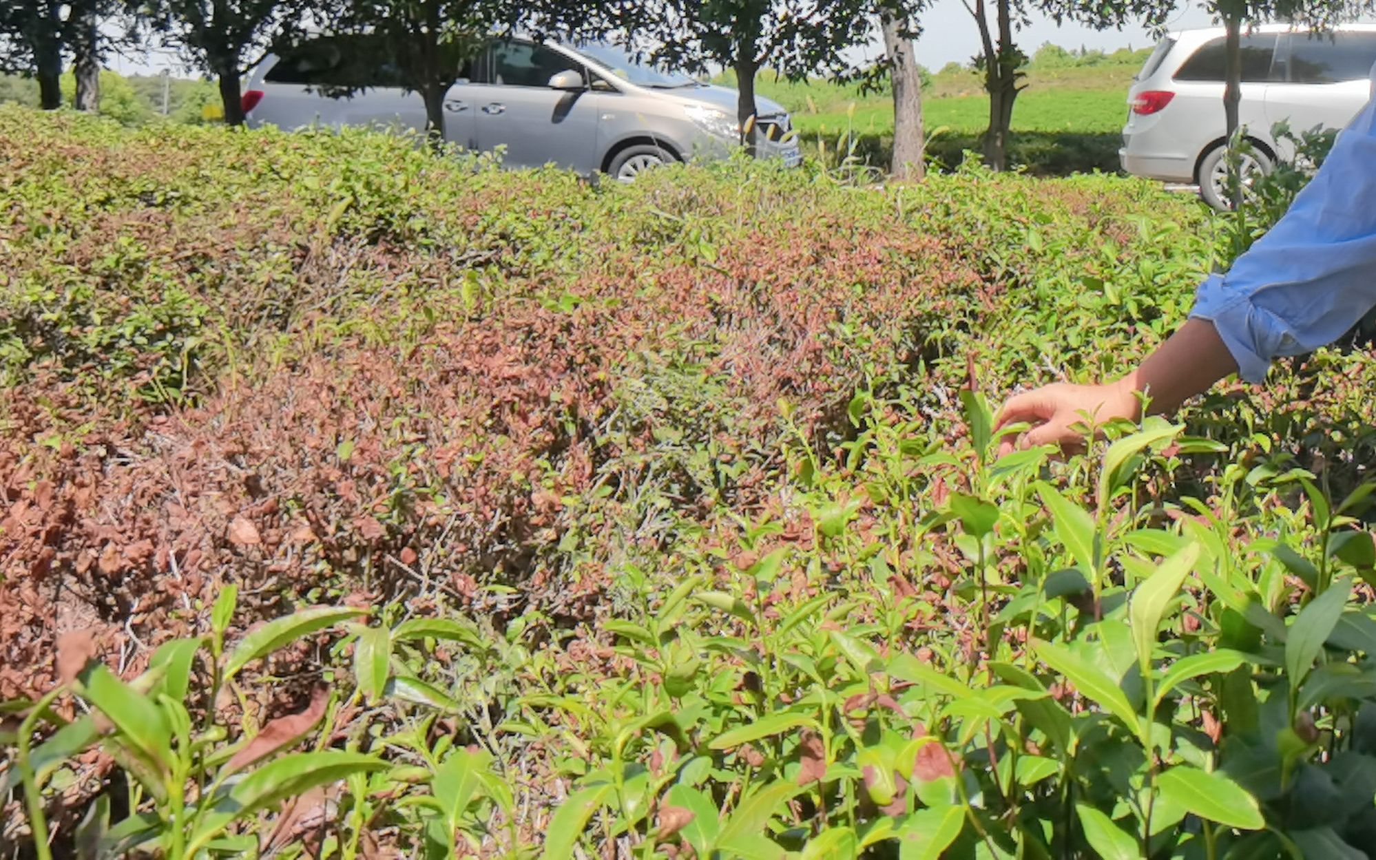 8月22日，南京溧水区，高温干旱导致茶园中部分茶树干枯。新京报记者 周怀宗摄