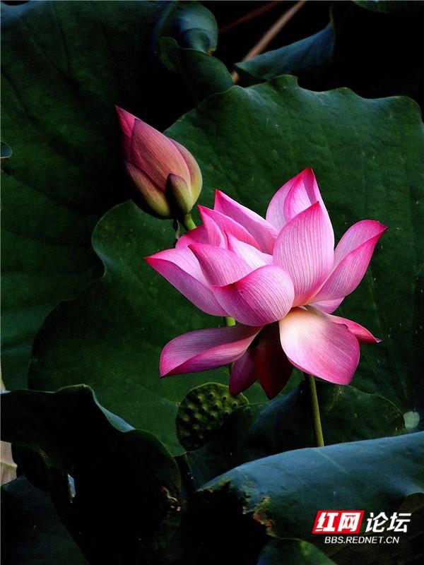 继“蚊子好像变少了”后叩问：今年荷花为什么开得这么久？休闲区蓝鸢梦想 - Www.slyday.coM