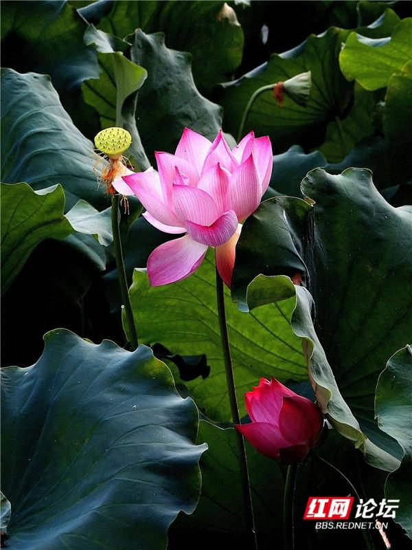 继“蚊子好像变少了”后叩问：今年荷花为什么开得这么久？休闲区蓝鸢梦想 - Www.slyday.coM