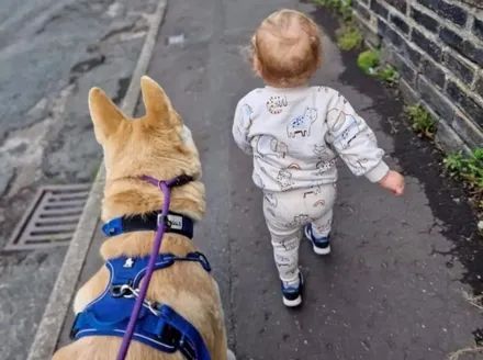 哈士奇半夜起来帮小宝宝盖被子，这还是我们认识的二哈吗，暖爆了！休闲区蓝鸢梦想 - Www.slyday.coM