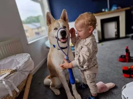 哈士奇半夜起来帮小宝宝盖被子，这还是我们认识的二哈吗，暖爆了！休闲区蓝鸢梦想 - Www.slyday.coM