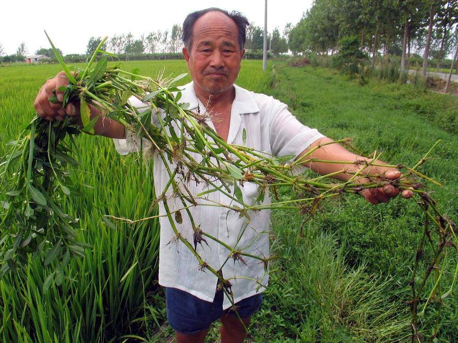 我国已发现660多种外来入侵物种，危害有多大？休闲区蓝鸢梦想 - Www.slyday.coM