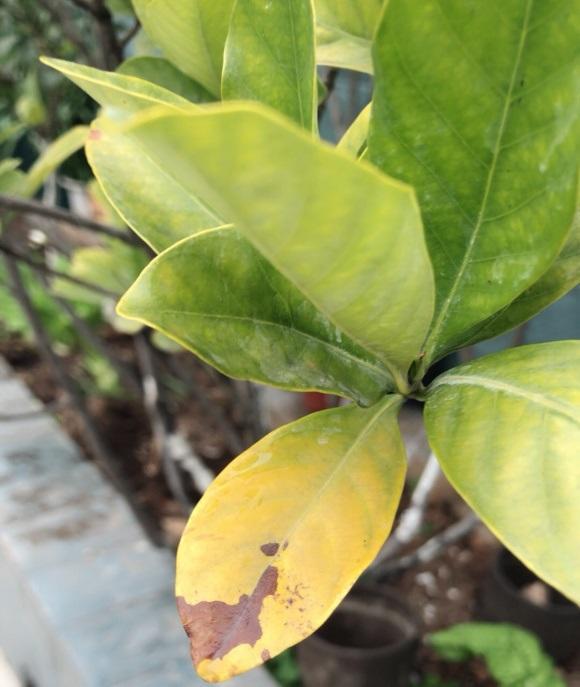 植物叶子泛黄,严重缺铁,春秋两季,定期补充硫酸亚铁!__财经头条