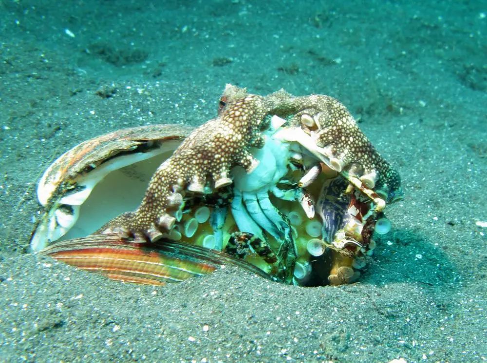 捕食螃蟹的章鱼(图片来源:smithsonian ocean 