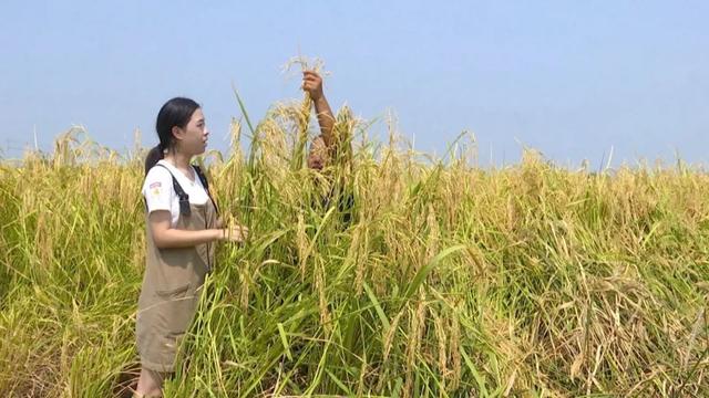 “禾下乘凉”不是梦！ 2米多“巨型稻”试种成功休闲区蓝鸢梦想 - Www.slyday.coM