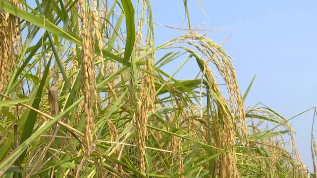 “禾下乘凉”不是梦！ 2米多“巨型稻”试种成功休闲区蓝鸢梦想 - Www.slyday.coM