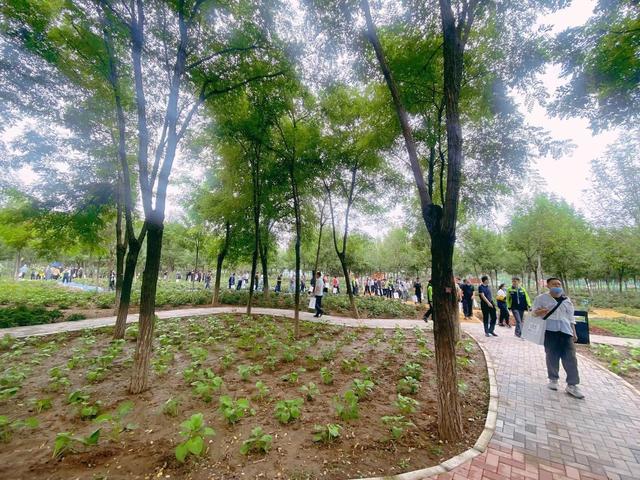 生态林养护规模达25万亩,城市副中心9个林场均为市级示范林场_手机新浪网