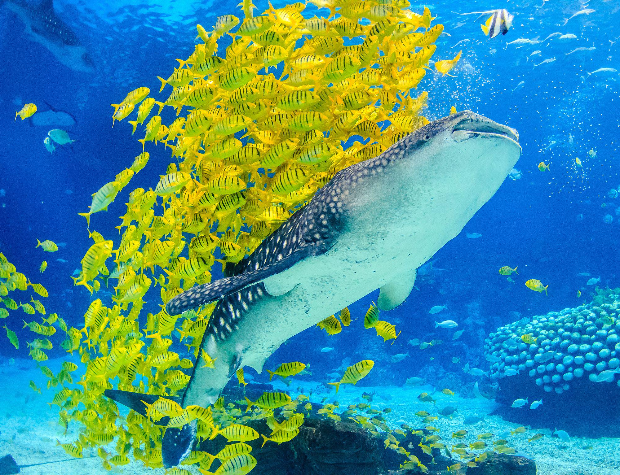 地球最大的鱼——鲸鲨.图片由长隆提供