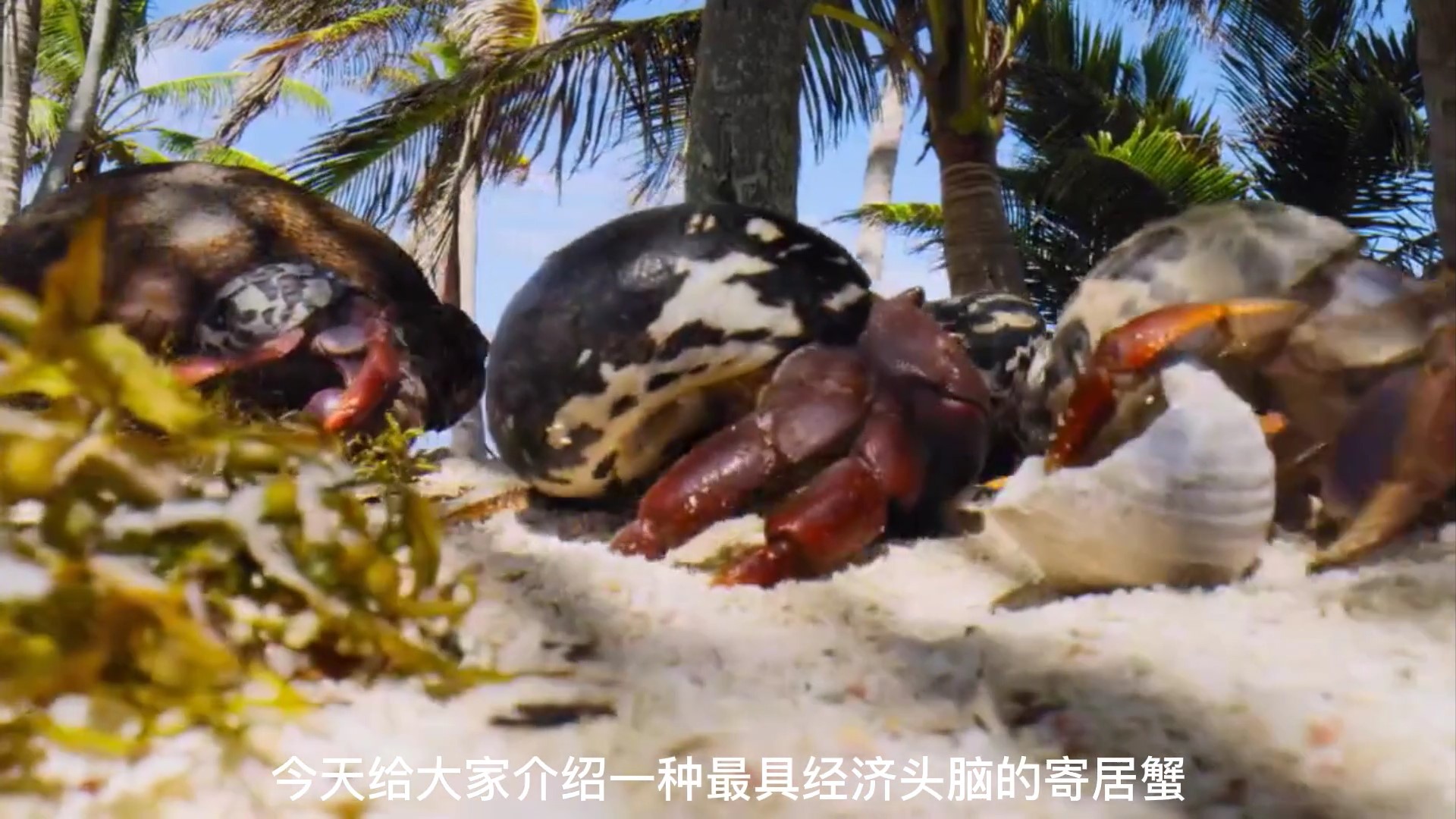 聪明的寄居蟹们形成一个换房链，实现了蟹蟹有房的小目标|小目标|寄居蟹|海螺壳_新浪新闻