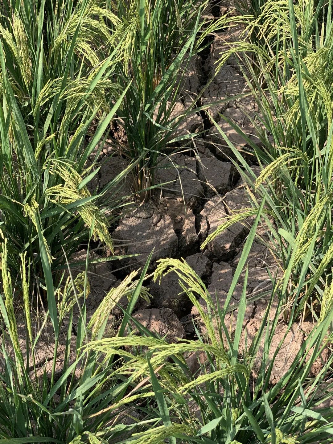 8月17日,重庆大足区,干旱的稻田.受访者供图
