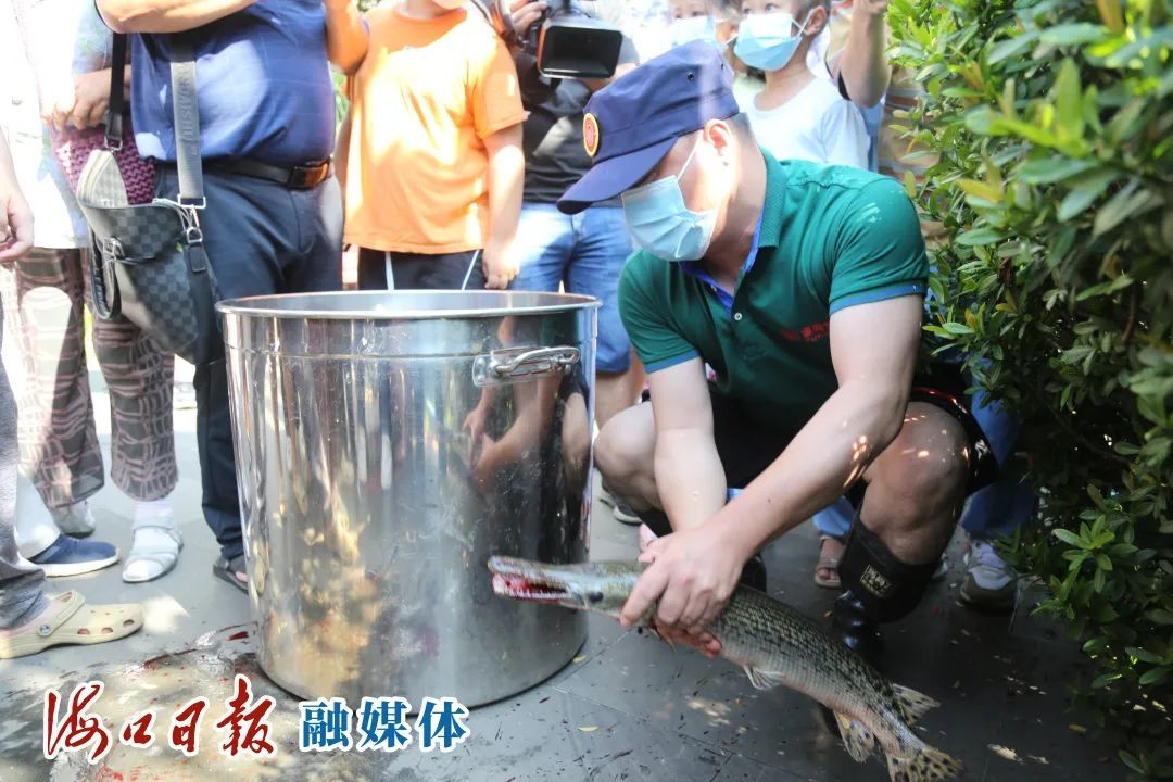 逮住了！海口这个小区捕获了一条鳄雀鳝！休闲区蓝鸢梦想 - Www.slyday.coM