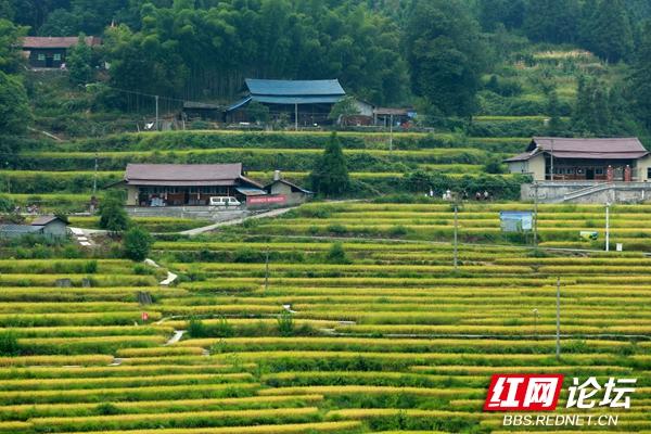 芷江千丘田里收获秋天，隔着屏幕都能感受到阵阵稻香休闲区蓝鸢梦想 - Www.slyday.coM