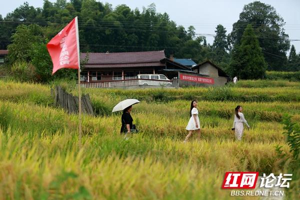 芷江千丘田里收获秋天，隔着屏幕都能感受到阵阵稻香休闲区蓝鸢梦想 - Www.slyday.coM