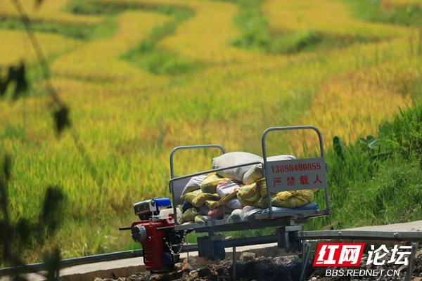 芷江千丘田里收获秋天，隔着屏幕都能感受到阵阵稻香休闲区蓝鸢梦想 - Www.slyday.coM