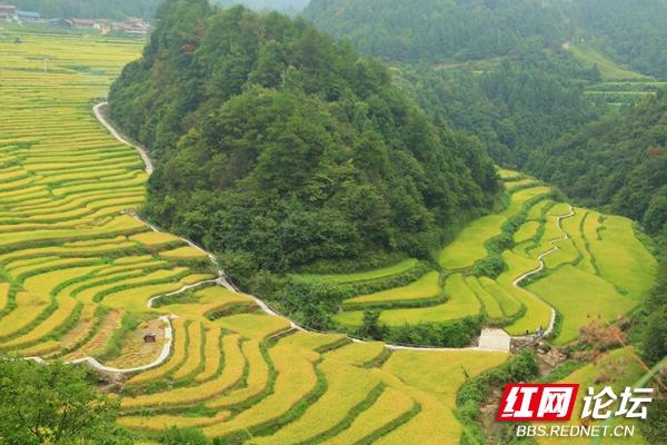 芷江千丘田里收获秋天，隔着屏幕都能感受到阵阵稻香休闲区蓝鸢梦想 - Www.slyday.coM