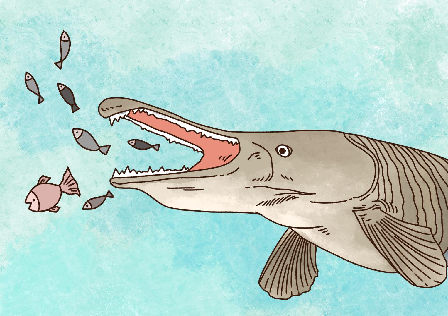 深度|湖区抽水捕捉鳄雀鳝,有网店每月可售100余条!