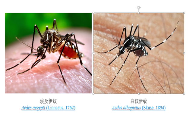 广东人的灭蚊术，阎王见了也发怵|广东省_新浪新闻