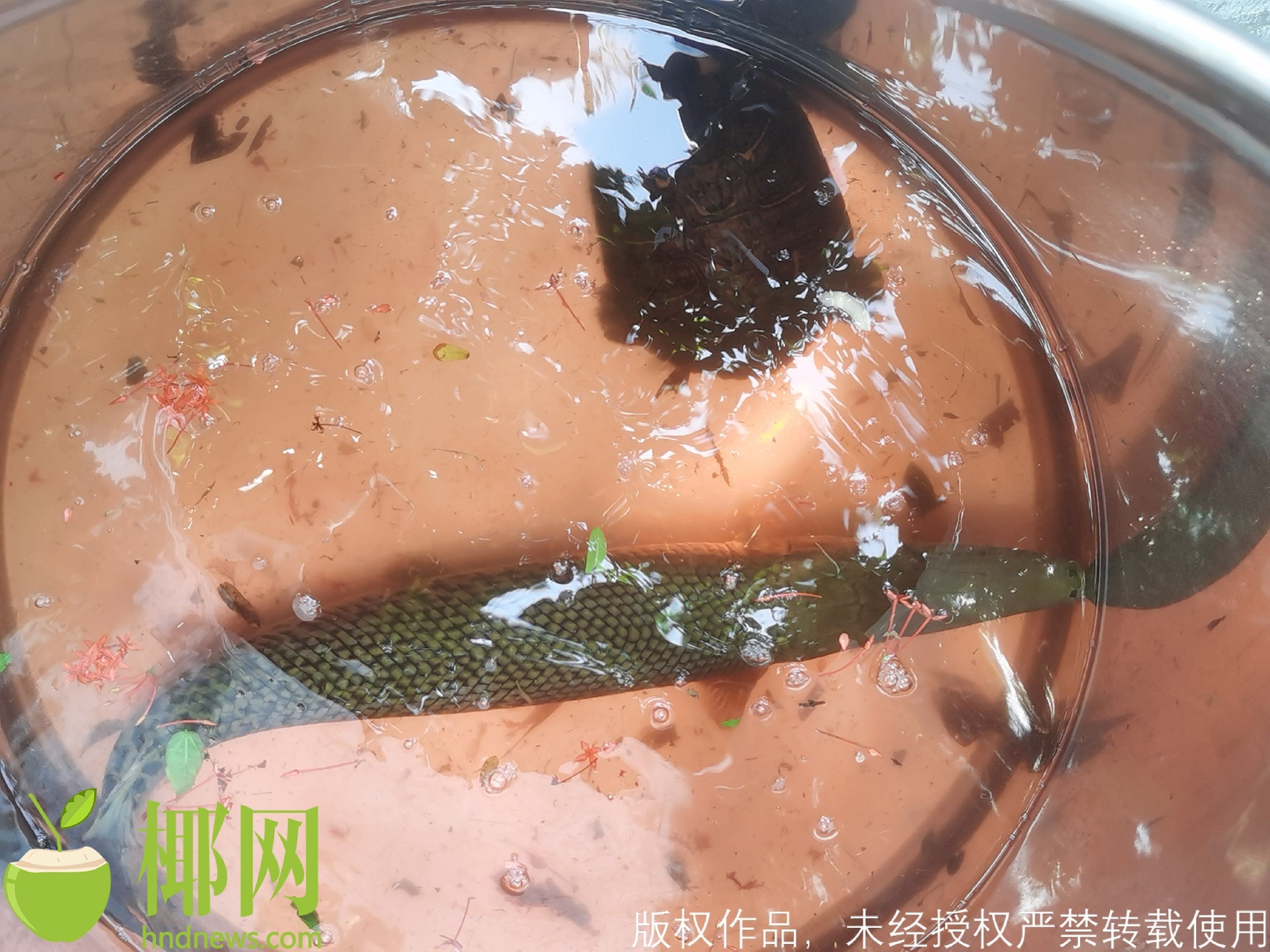 海口一小区捕获“怪鱼”鳄雀鳝休闲区蓝鸢梦想 - Www.slyday.coM