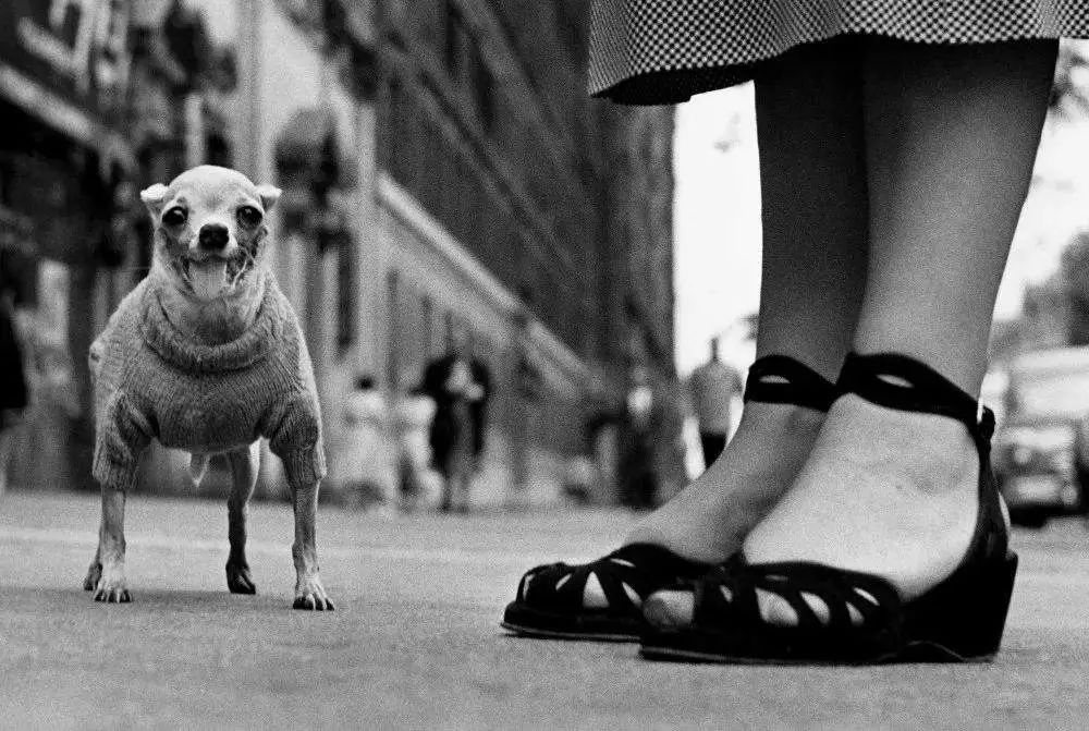 当街拍遇上了狗狗,看摄影大师镜头下的汪星人__财经头条