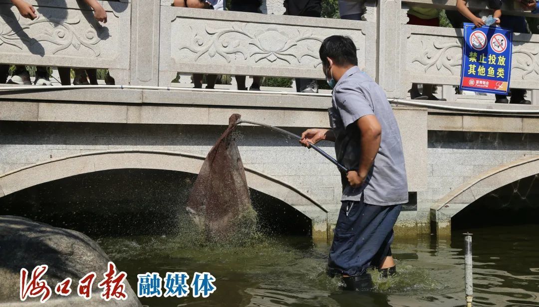 逮住了！海口这个小区捕获了一条鳄雀鳝！休闲区蓝鸢梦想 - Www.slyday.coM