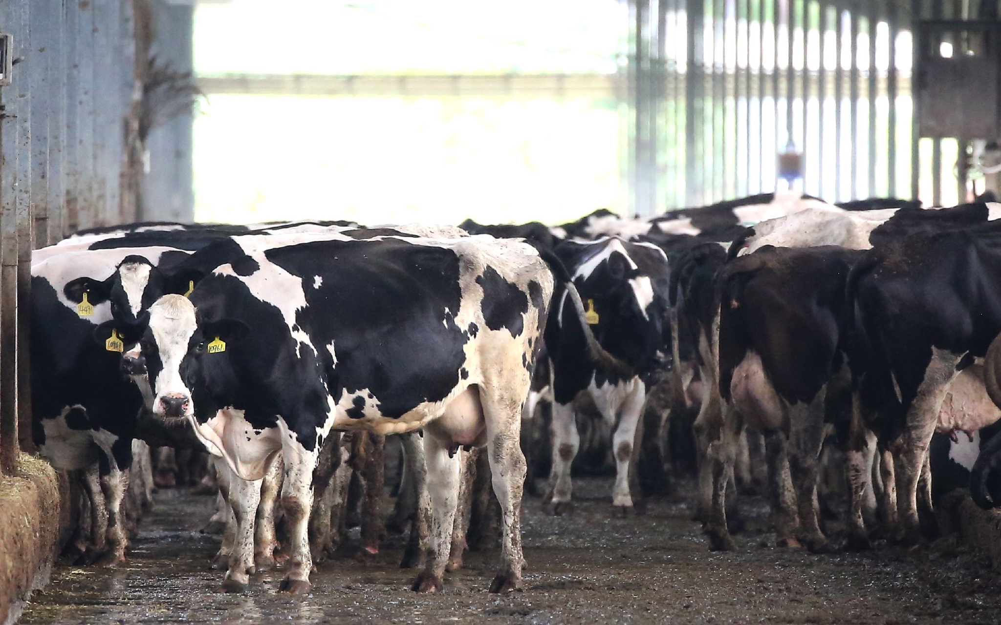 乳企奶牛.图/ic photo