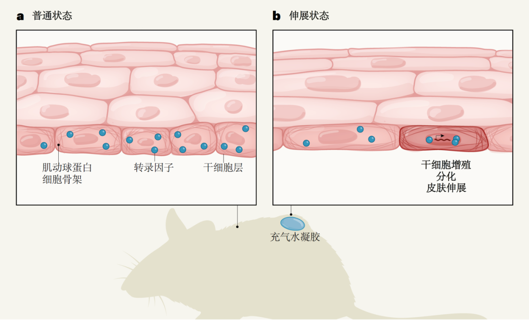 小鼠皮肤在经受拉伸时干细胞的增殖,分化