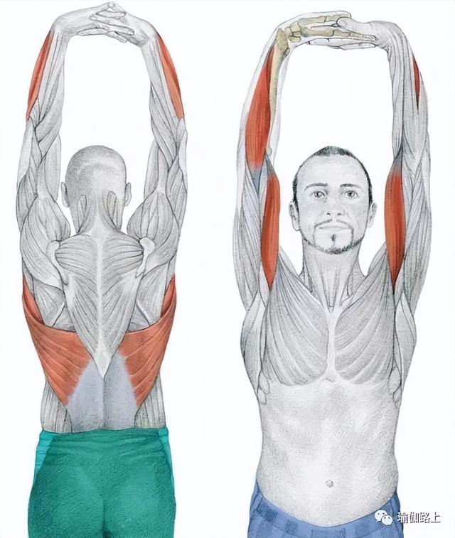 保持8-10次呼吸,呼吸缓慢深入11个肩颈背的拉伸肌肉解剖图一般来说,最