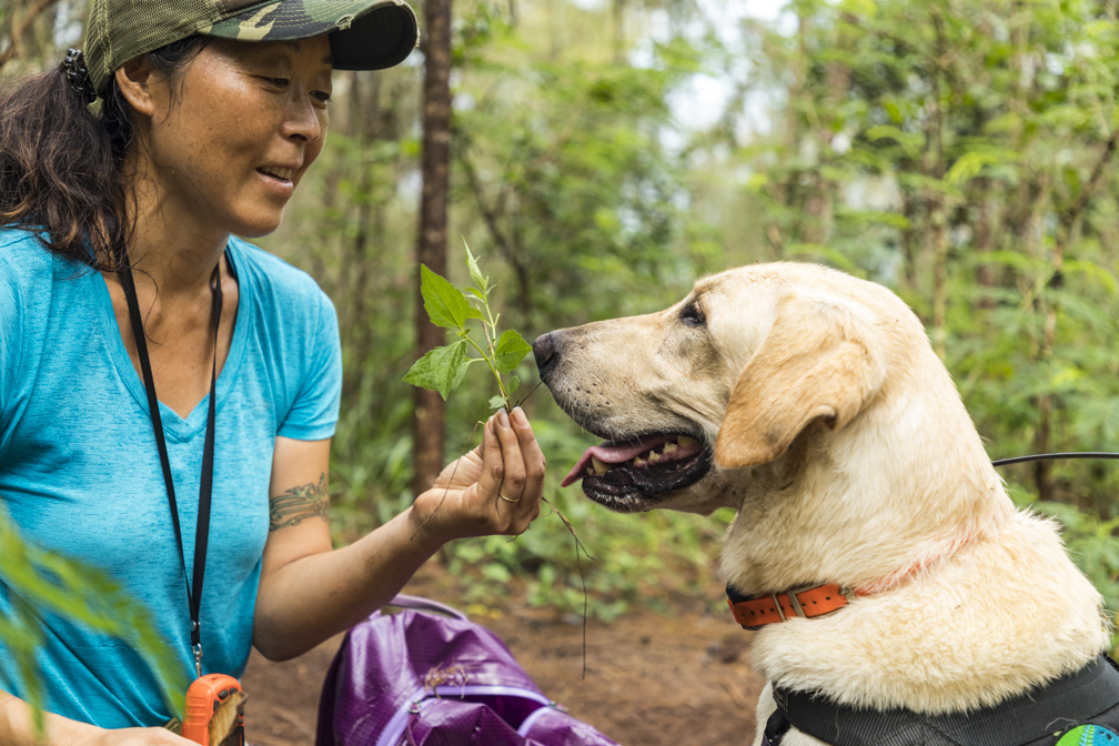 夏威夷保护犬协会的创始人京子·约翰逊和9岁的黄色拉布拉多犬solo,它