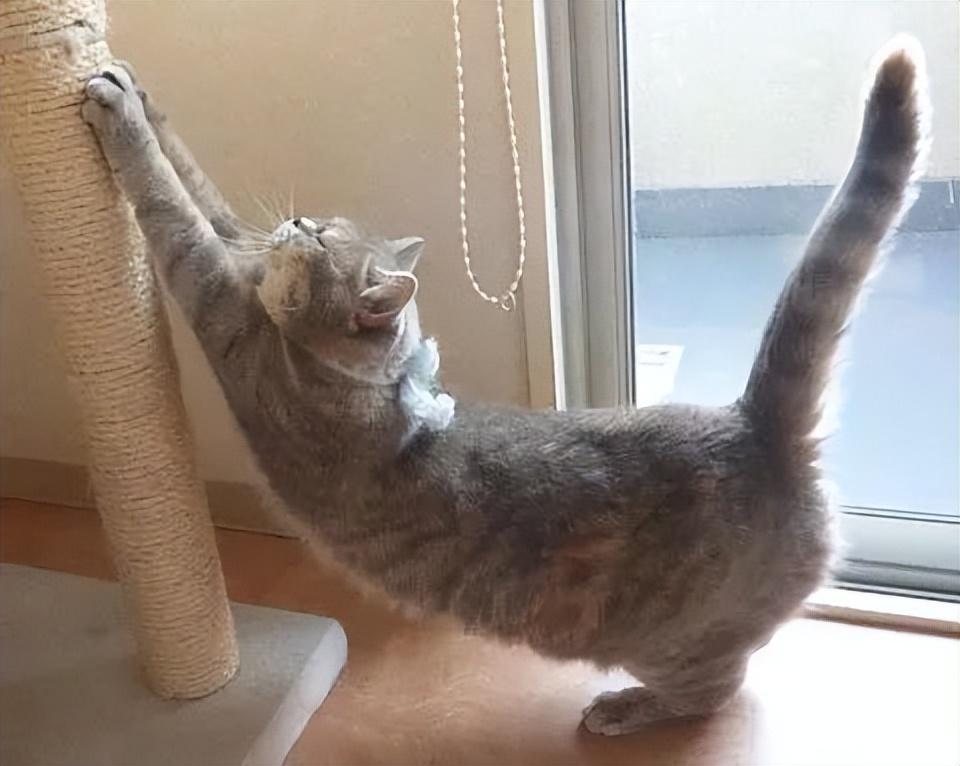猫咪对着主人"伸懒腰"的意思,你明白几种?|猫咪|懒腰|主人_新浪新闻