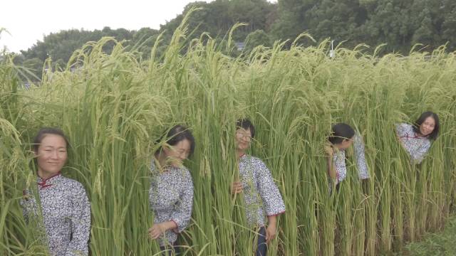 长沙2米巨型稻将进入成熟期 工作人员致敬袁老：禾下乘凉不是梦|长沙市_新浪新闻