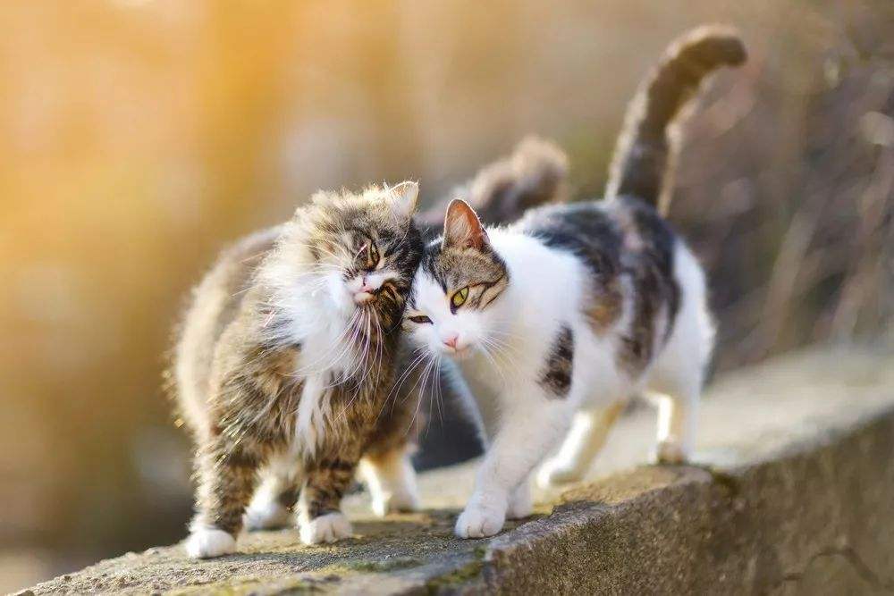 养“公猫”好，还是“母猫”好？通过这几点比较，你就了解了|公猫|母猫|猫咪_新浪新闻
