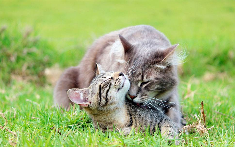 养“公猫”好，还是“母猫”好？通过这几点比较，你就了解了|公猫|母猫|猫咪_新浪新闻