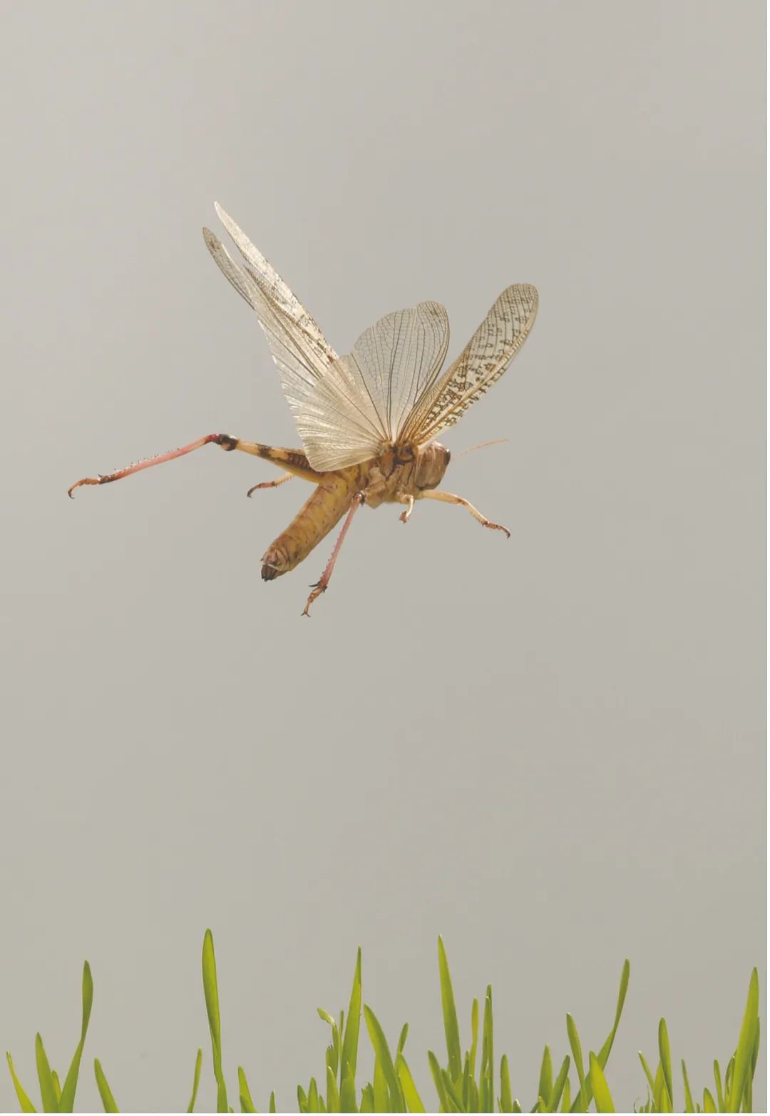 飞蝗.&nbsp;受访者供图