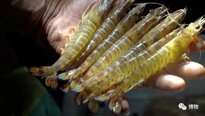 你吃的基围虾 99 不是 基围 出来的 日本 对虾 新浪新闻