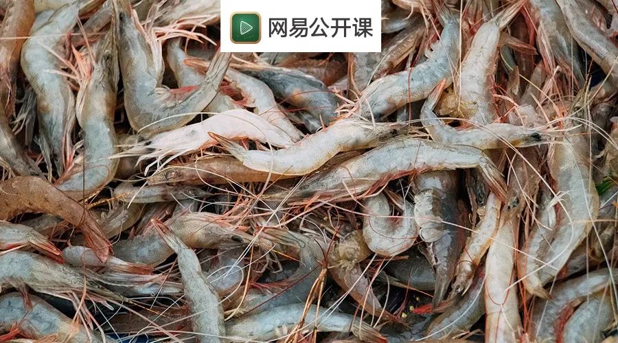 你吃的基围虾 99 不是 基围 出来的 日本 对虾 新浪新闻