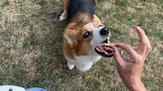 第一视角喂狗 今天晚餐给三只搞了份猪脆骨➕羊排排 嘎嘣脆……