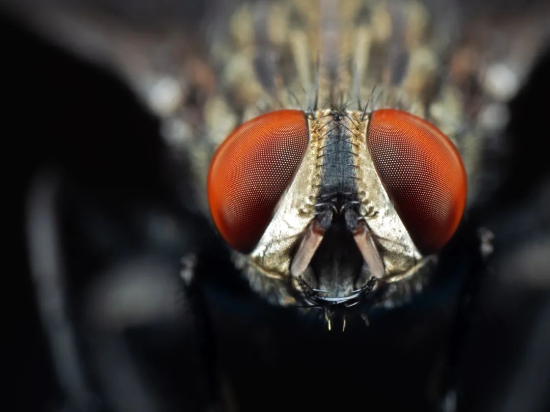 苍蝇为什么总喜欢搓手还会把头拧下来玩看完真相惊呆了
