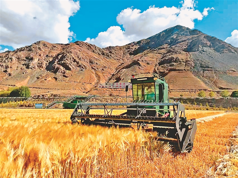 日喀则577亩"北大荒模式"青稞喜获丰收|日喀则市|朱婧|张晗_新浪新闻