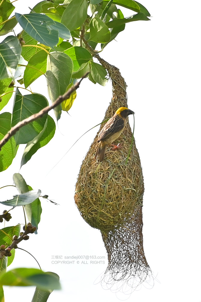 自然散步 | 版纳探秘"建筑大师"织布鸟