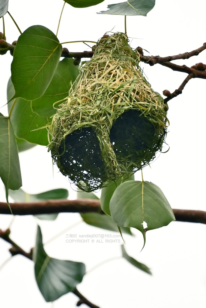 自然散步 | 版纳探秘"建筑大师"织布鸟|雄鸟_新浪财经_新浪网